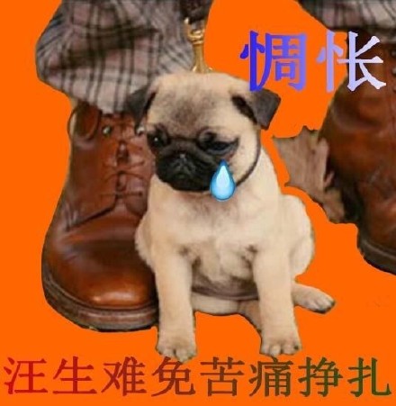 绅士聊天必备！这套时尚表情包赶紧收好