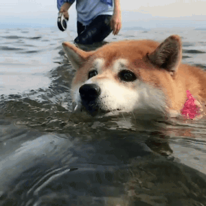 haru0933家柴犬小花游泳动图来啦