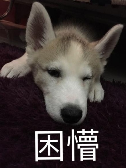 铲屎官看过来！这套汪星人斗图表情包太好用了