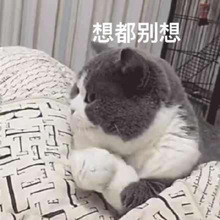 傲娇拒摸的猫咪表情包来啦