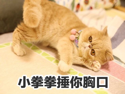 这只橘猫又丧又拽！愁容不屑脸表情包火了