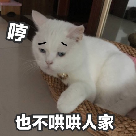 超实用喵星人表情包合集来啦