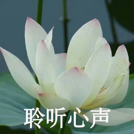 佛系荷花表情包来啦！日常斗图用这个超合适