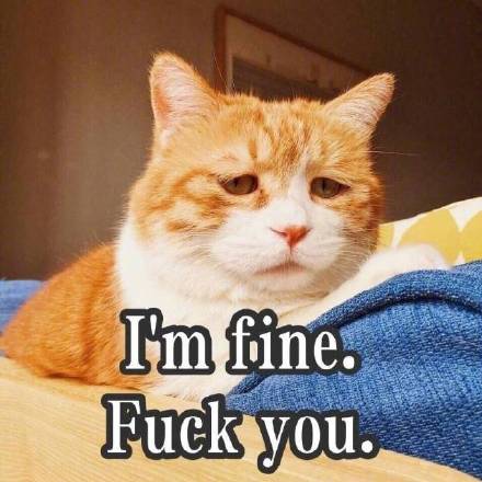 满脸写着高兴的喵星人表情包合集