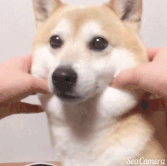 聊天互动必备！“我可以捏捏你的脸吗”doge动图表情包合集