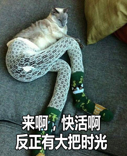 大长腿性感小野猫表情包来啦 聊天斗图直接用