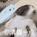 分享一组超实用喵星人聊天表情包