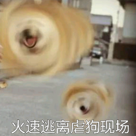 # 火遍全网的柴犬Doge，才是表情包界的老大哥