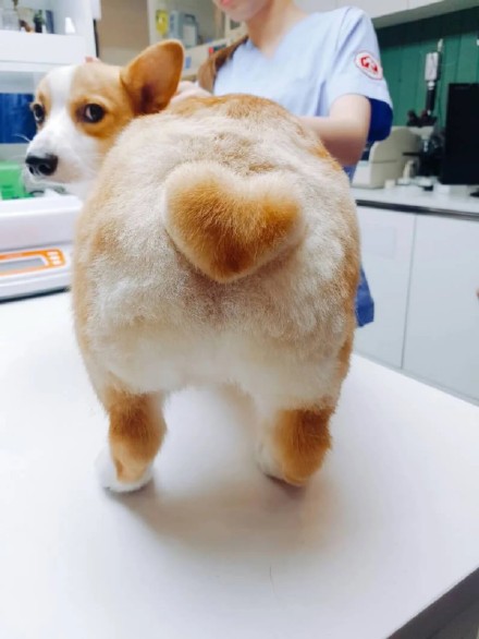 软萌柯基头像合集，适配微信QQ聊天用