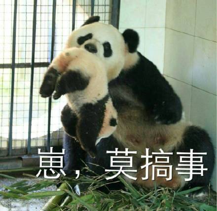 软萌熊猫团子表情包合集