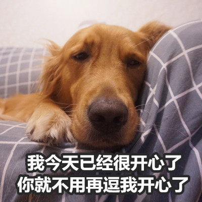 金毛Buddy演活了女友生气时的口是心非