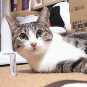 MAKO0MAKO0主题 猫咪凝视动图表情包合集