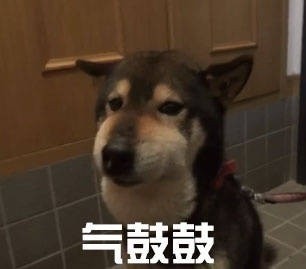 汪星人气鼓鼓表情包来啦