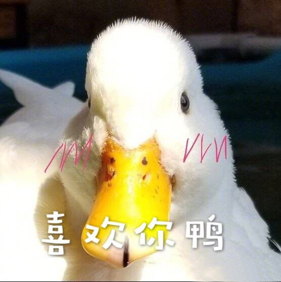 超实用鸭鸭表情包合集