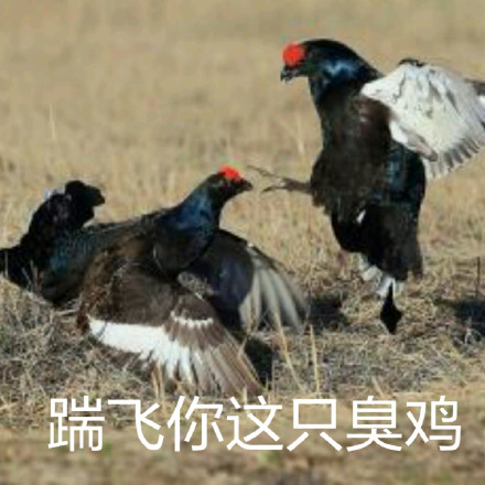 鸡年斗图必备！这套鸡元素表情包太好用了