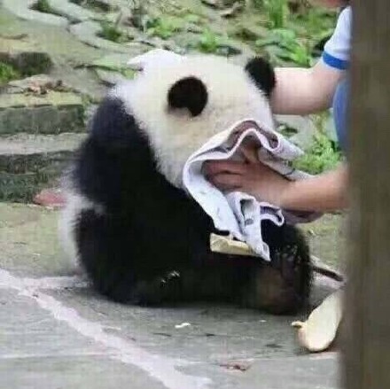 超萌大熊猫表情包合集，斗图必备！
