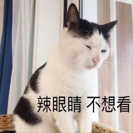猫咪萌萌表情包合集来啦