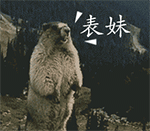 # 土拨鼠山鼠怒吼表情包合集 斗图用的萌系表情包