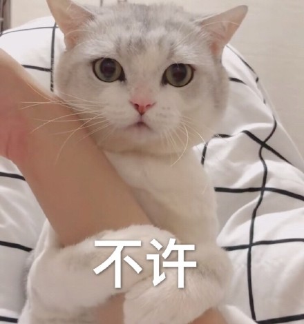 分享一组超实用喵星人聊天表情包