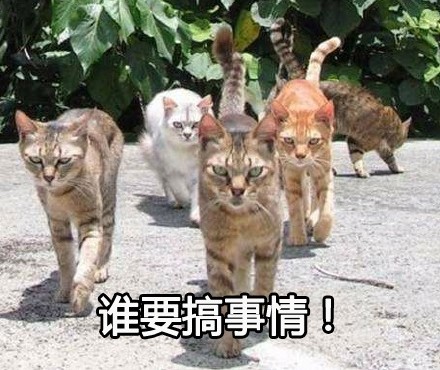 喵星大佬驾到！这套装逼表情包太有内味儿了