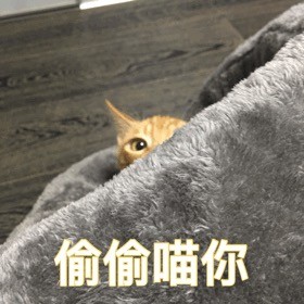 分享一组超实用喵星人聊天表情包