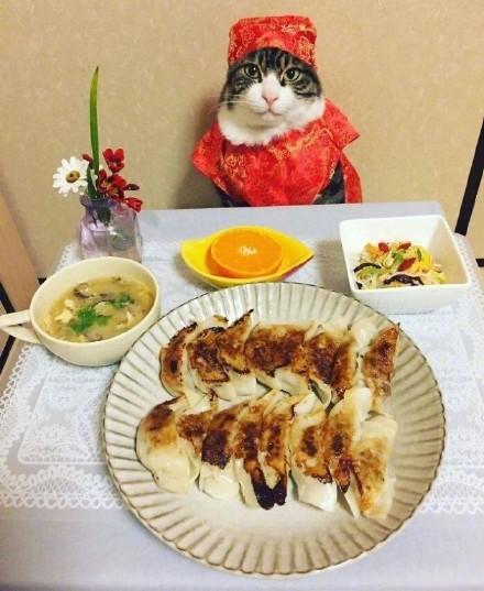 这组猫咪表情包太绝了！拍完就开饭
