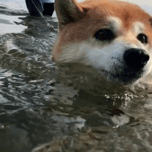 haru0933家柴犬小花游泳动图来啦