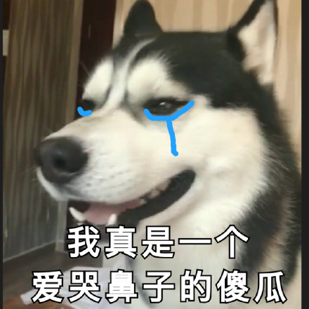 超实用汪星人表情包合集