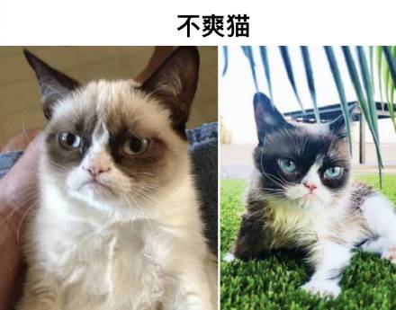 火遍全网的国外表情包主角们，如今都过得怎么样？