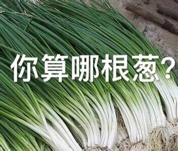 “你算个什么东西？”系列怼人表情包合集