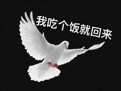 打工人/学生党必存！这套鸽子表情包完美还原你和朋友的日常