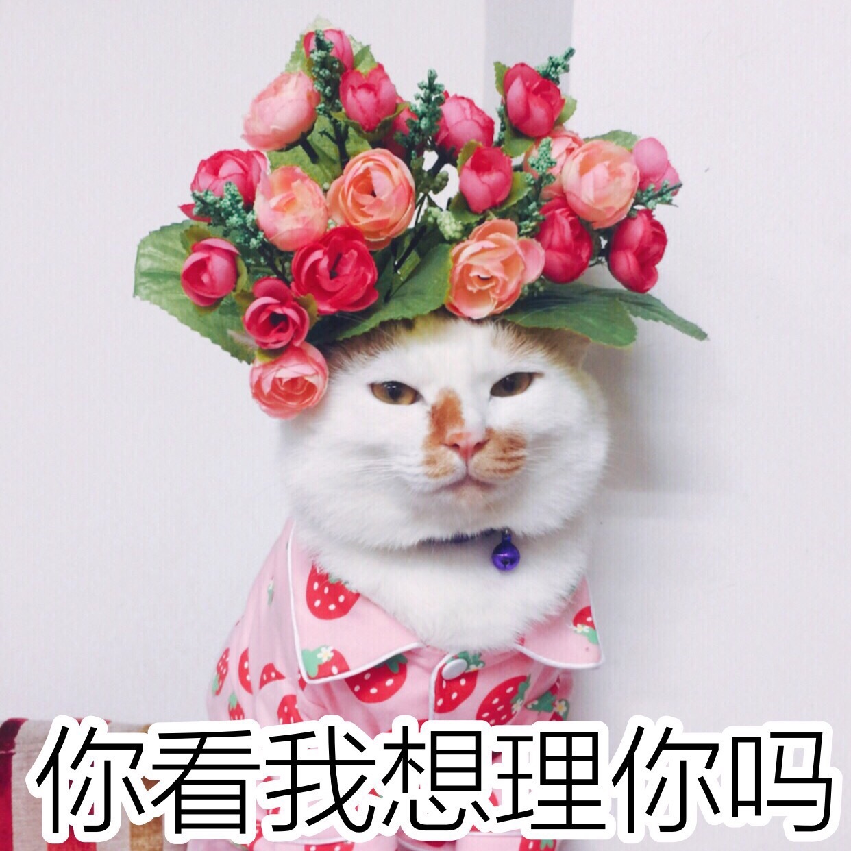 花脸喵星人表情包来啦！斗图又有新素材了