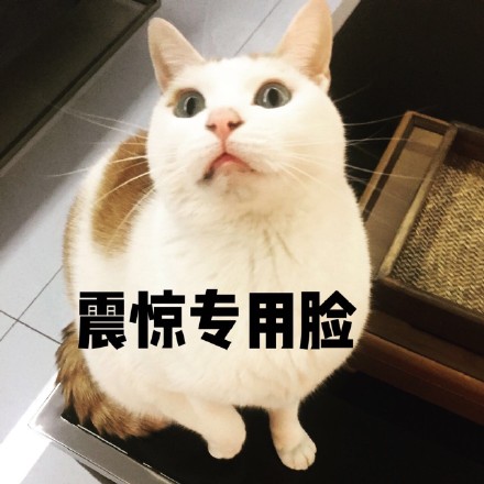 我家那只戏精小猫，表情包太绝了