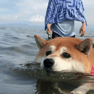 haru0933家柴犬小花游泳动图来啦
