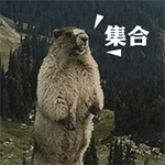 # 土拨鼠山鼠怒吼表情包合集 斗图用的萌系表情包