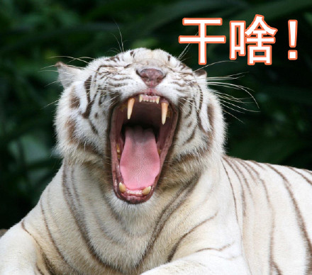 父女对话表情包火了！一句“我妈呢”戳中多少人的日常