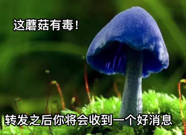 火出圈的“不管了这有毒，得转”表情包，赶紧存来斗图