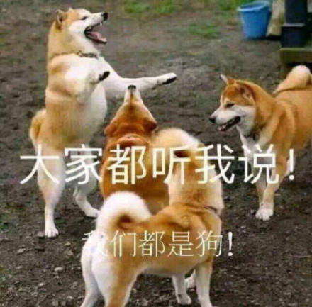 可爱汪星人表情包合集
