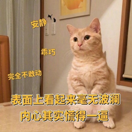 聊天斗图必备！这套小橘猫表情包太有意思了