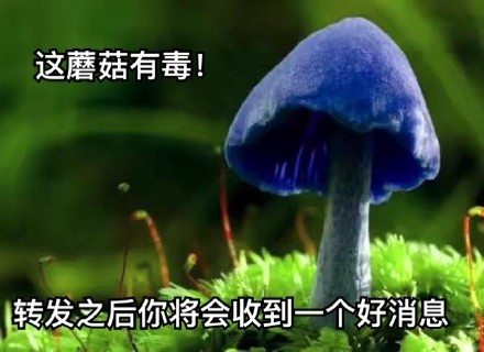 火出圈的“不管了这有毒，得转”表情包，赶紧存来斗图