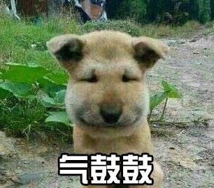 汪星人气鼓鼓表情包来啦