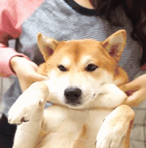 聊天互动必备！“我可以捏捏你的脸吗”doge动图表情包合集