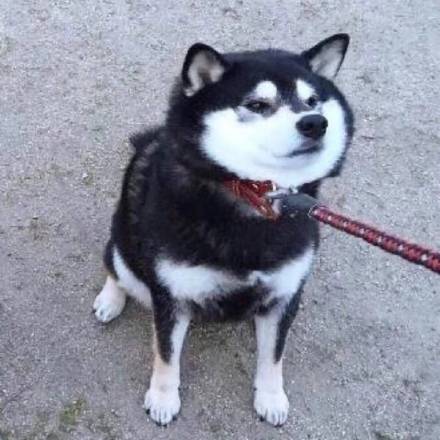 超可爱柴犬情侣头像合集