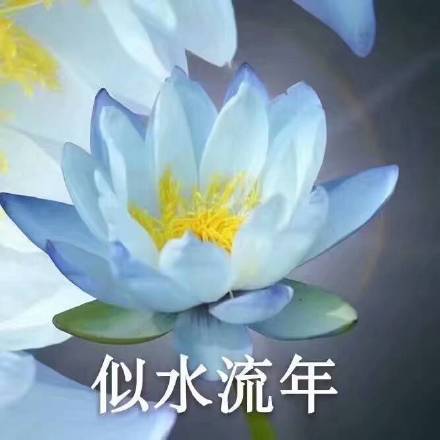 佛系荷花表情包来啦！日常斗图用这个超合适