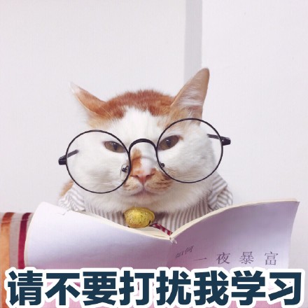 软萌猫咪表情包合集 聊天斗图氛围感拉满