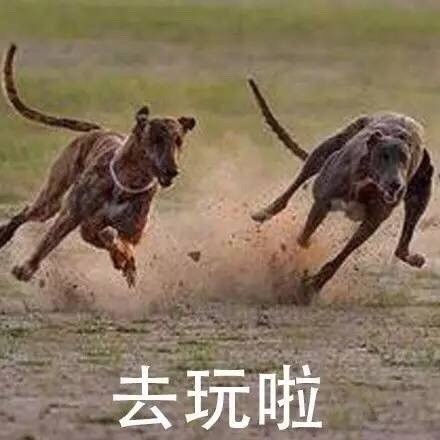 高考完直接开摆！这套“溜了去浪”表情包太戳人了