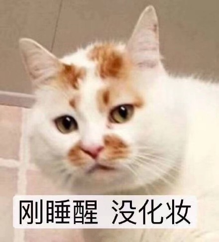 救命！这套猫咪表情包也太治愈了，快拿去吸猫