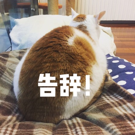 我家那只戏精小猫，表情包太绝了