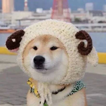 超可爱柴犬情侣头像合集