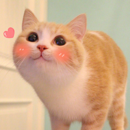 撸完这只软乎乎的小猫，坏情绪直接被治愈了